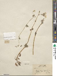 Mimulus guttatus image