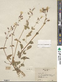 Mimulus guttatus image