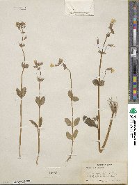 Mimulus guttatus image