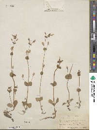 Mimulus guttatus image