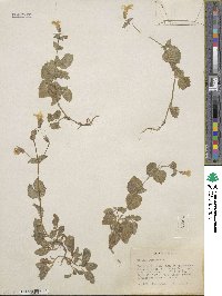 Mimulus guttatus image