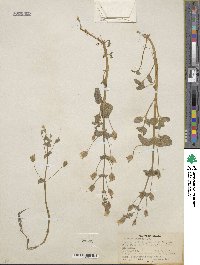 Mimulus guttatus image