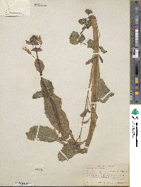 Mimulus guttatus image