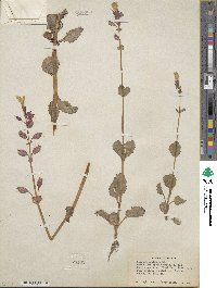 Mimulus guttatus image