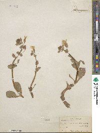 Mimulus guttatus image