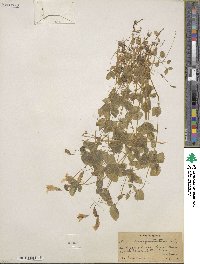 Mimulus guttatus image