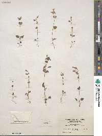 Mimulus guttatus image