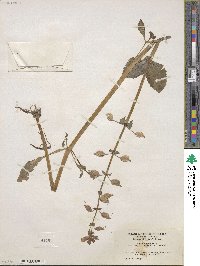 Mimulus guttatus image