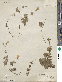 Mimulus guttatus image