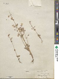 Mimulus guttatus image