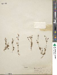 Mimulus guttatus image