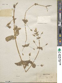 Mimulus guttatus image