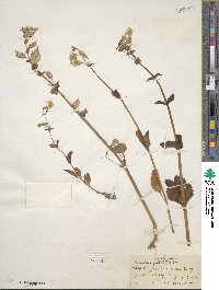 Mimulus guttatus image