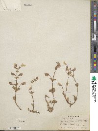 Mimulus guttatus image