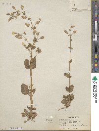 Mimulus guttatus image