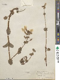 Mimulus guttatus image