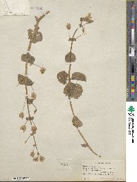 Mimulus guttatus image