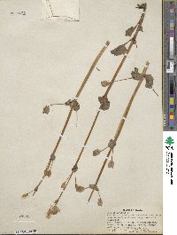 Mimulus guttatus image