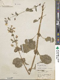 Mimulus guttatus image