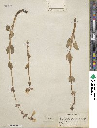 Mimulus guttatus image