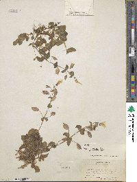 Mimulus guttatus image
