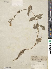Mimulus guttatus image