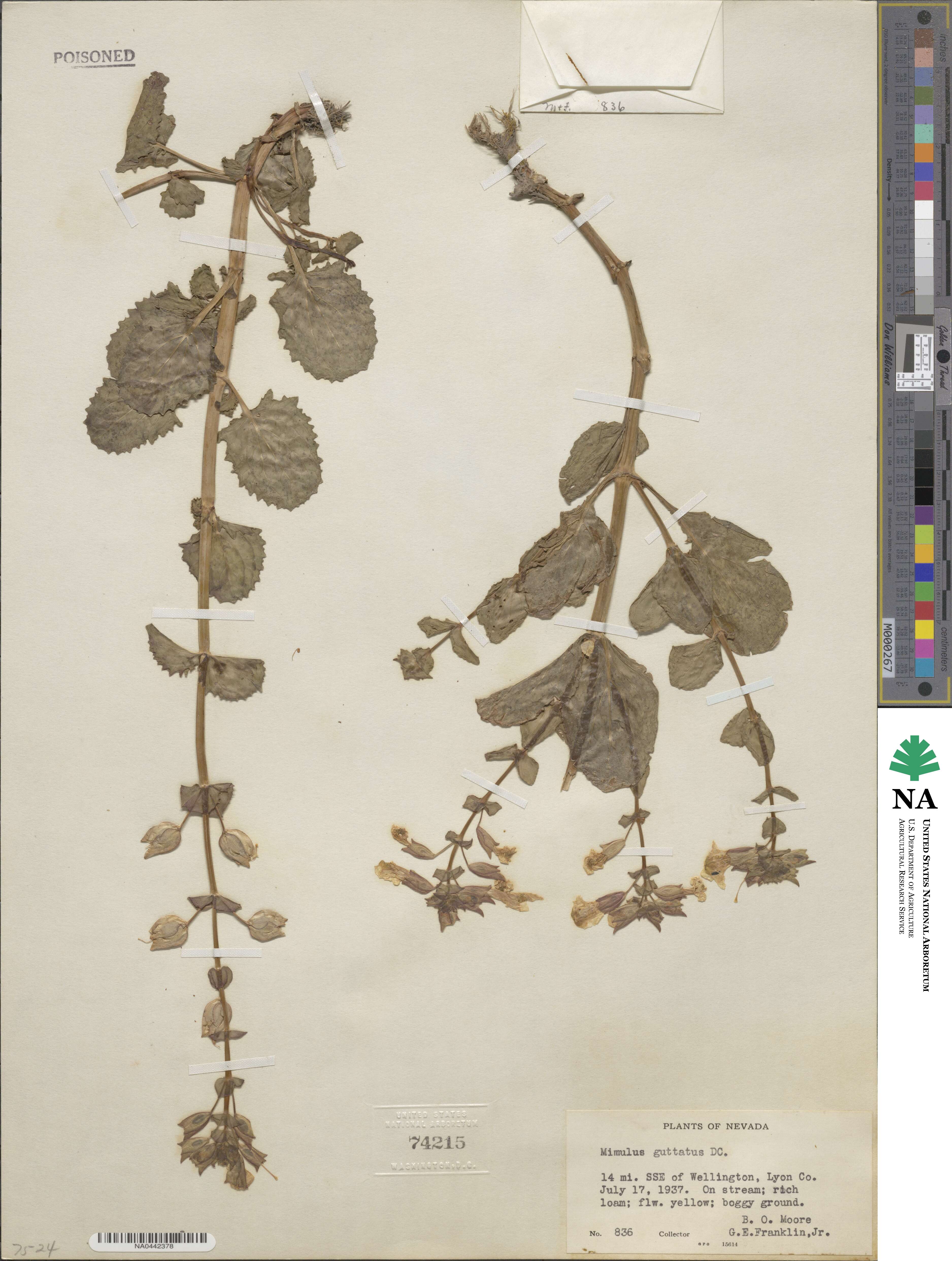 Mimulus guttatus image
