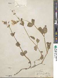 Mimulus guttatus image