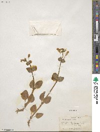 Mimulus guttatus image