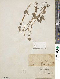 Mimulus guttatus image