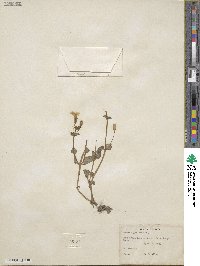 Mimulus guttatus image