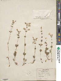 Mimulus guttatus image