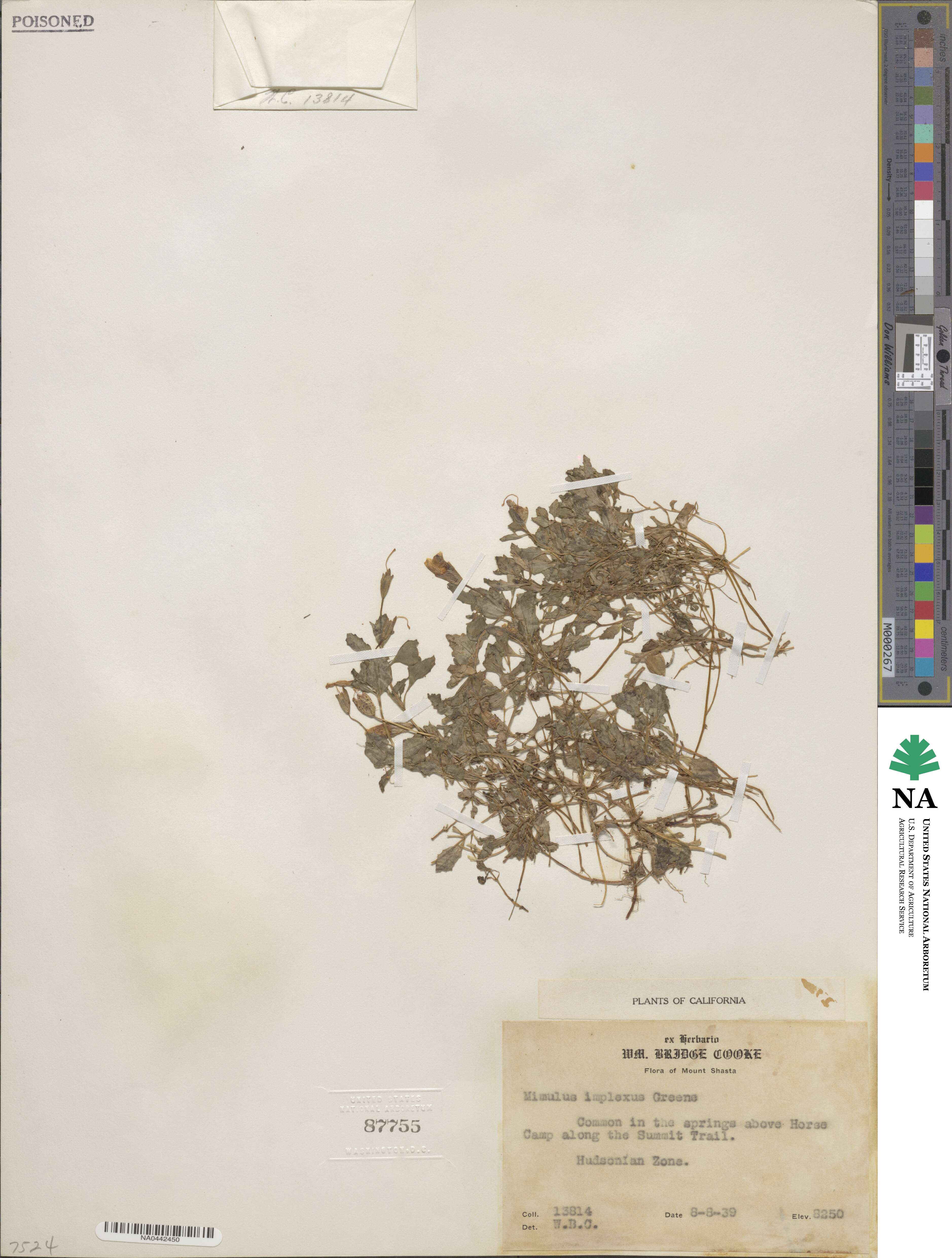 Erythranthe caespitosa image