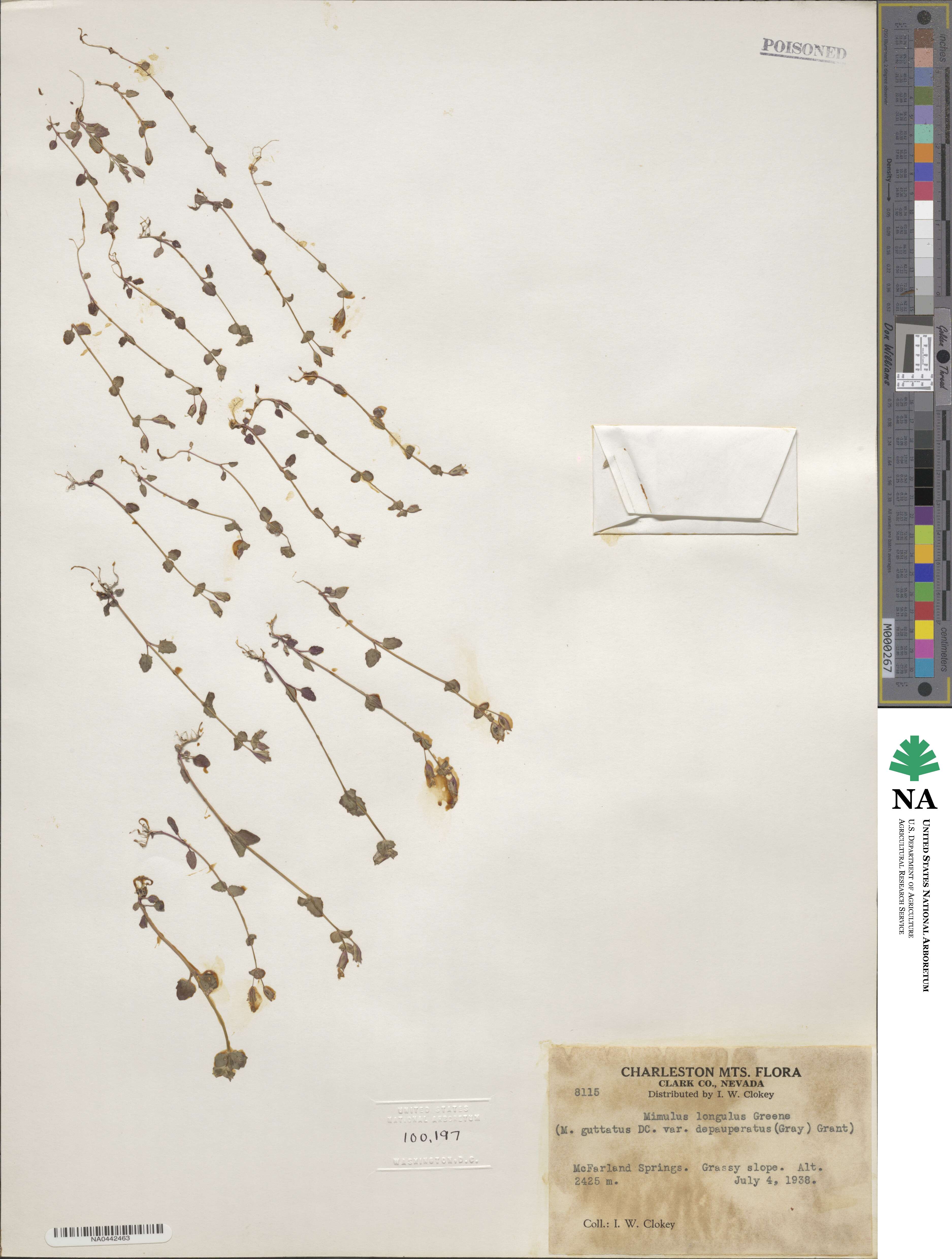 Erythranthe microphylla image