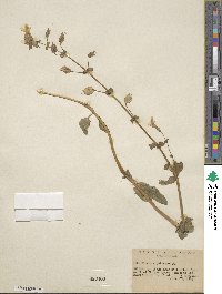 Mimulus guttatus image