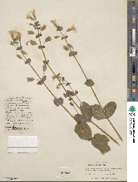 Mimulus guttatus image