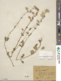 Mimulus guttatus image