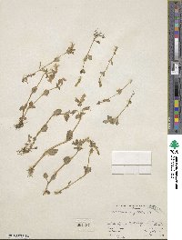 Mimulus guttatus image