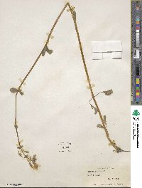 Mimulus guttatus image