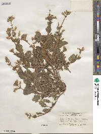 Mimulus guttatus image