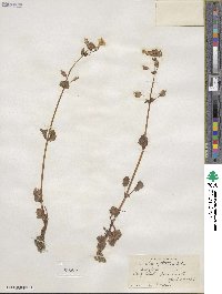 Mimulus guttatus image