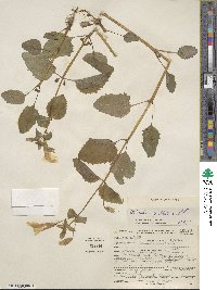 Mimulus guttatus image