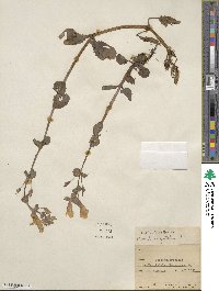 Mimulus guttatus image
