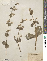 Mimulus guttatus image