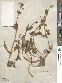 Mimulus guttatus image