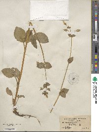 Mimulus guttatus image