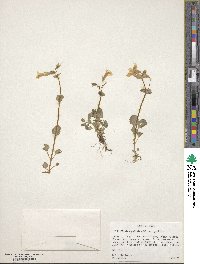 Mimulus guttatus image
