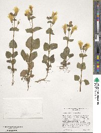Mimulus guttatus image
