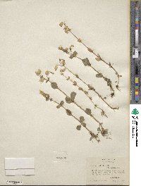 Mimulus guttatus image