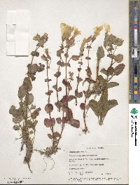 Mimulus guttatus image